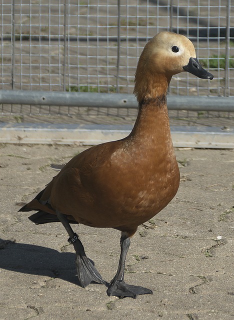 经常能够在